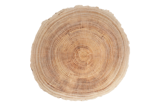 a tree stump with a cross section of wood