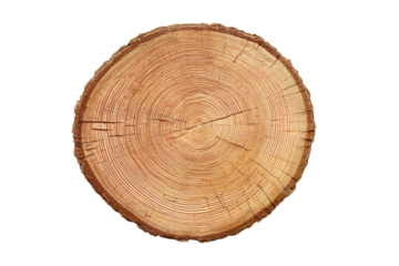 a tree stump with a cross section cut in half