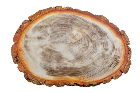 a tree stump with a circular cut of wood