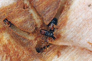 Six-dentate bark beetle also called spruce wood engraver, Pityogenes chalcographus. Bark beetles,...
