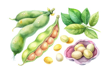 set of watercolor Soybean vector illustration isolated on white background