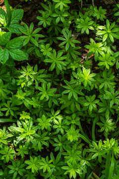 Lush forest floor with vibrant green foliage