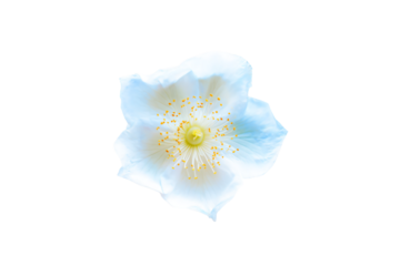 a white flower with yellow stamens on a white background