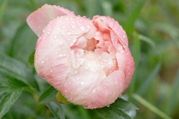 Peony flower with raindrops glistening in nature