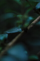 A green leaves of branches on a darkened background
