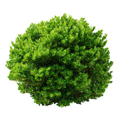 Fototapeta premium Green bush isolated on transparent background