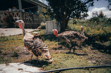 Turkeys walking through the garden of a traditional Mexican country house.

