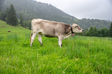 Grazing Brown Swiss Cow in Lush Green Meadow