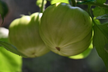 green tomatoes on a branch and a plant