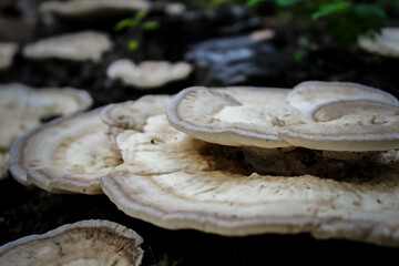 macro close-up of tiered shelves of fungi in a woodland area. abstract forest background