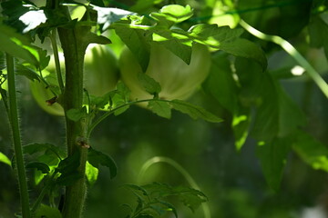 Obraz premium green tomatoes on a branch and a plant