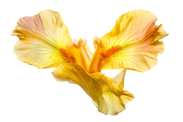 a yellow flower with a white background