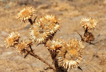 Macro photograph of dried thistle flowers in a sun-scorched Dried thistle flowers in a sun-scorched...