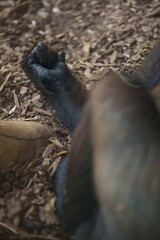 Close up of a gorilla's hand resting on the ground