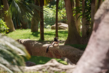 Lonely lemur resting while sitting among the trees in nature