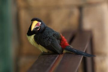 Beautiful black-necked toucan bird looking at the camera