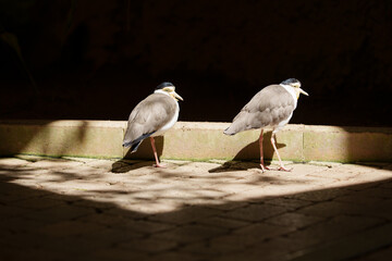 Two birds of the species Vanellus miles illuminated by sunlight in a dark area.