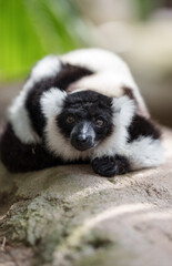 Fototapeta premium Close-up of a black and white lemur looking at the camera.