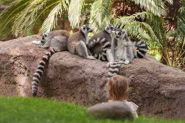Little girl with her back turned, watching a family of lemurs sitting on a rock at the zoo.