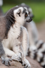 close-up shot of a lemur