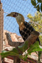 Papuan hornbill perched on a tree trunk behind a chain link fence