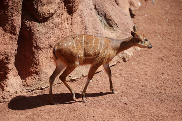 western sitatunga alone, walking on the ground