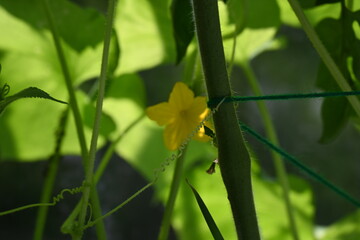 yellow flowers on cucumber plant