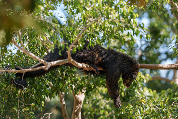 A binturong, also known as a bearcat, lying on a tree branch.