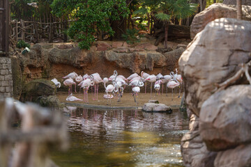 Group of pink flamingos on a lake in a nature reserve