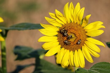 Obraz premium Sunflower with Bees Collecting Pollen