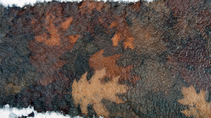 Oak leaves frozen in ice. autumn leaves, both in late autumn and winter. first snow or winter...