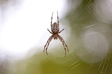 Araneus Diadematus, a European garden spider or crusader spider, sits on a web. green background,...