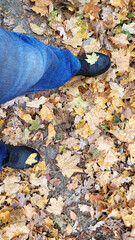 a pair of feet in the leaves. black sneakers. maple leaves. Man legs in jeans and leather boots on park ground with fallen leaves around. fall, autumn season and trendy lifestyle. view from above
