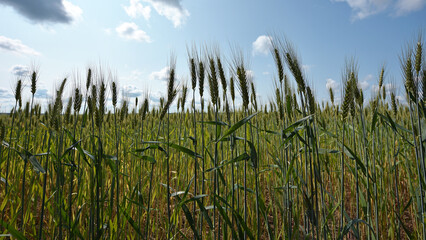 spikelets. Fresh green young unripe juicy spikelets of wheat on a blurred green field. Oats, rye, barley. harvest in spring or summer, closeup of a field. agricultural field, agriculture, farmland