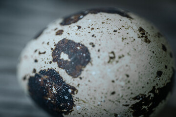 A macro shot capturing the detailed texture and mottled pattern of a quail eggshell, showing the...