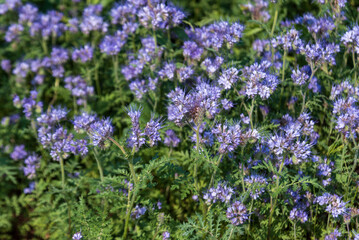 Violet flowers of the honey plant phacelia tanacetifolia.