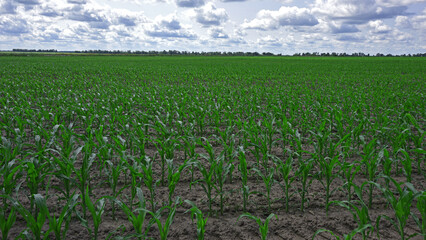 plant in soil, corn leaves, green sprout. Ecology, environmental protection. Greenhouse work. corn...