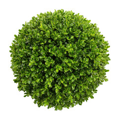 Obraz premium Green spherical bush isolated on transparent background