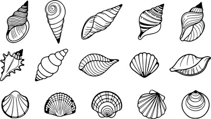 Seashells collection features various shapes and sizes in a detailed line art drawing