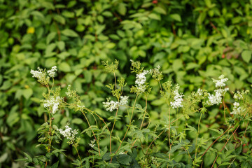 A lush meadow filled with tall green plants, white meadowsweet flowers, and scattered pink...