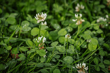 A close-up of white clover flowers blooming among lush green clover leaves and dewy blades of grass in a natural earth environment.