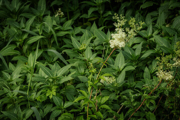 A lush meadow filled with tall green plants, white meadowsweet flowers, and scattered pink...