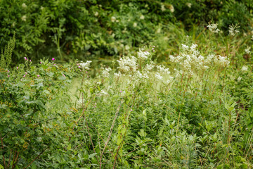 A lush meadow filled with tall green plants, white meadowsweet flowers, and scattered pink wildflowers, thriving in a natural summer setting.