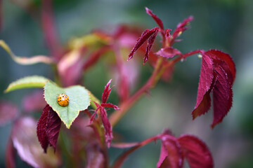 ladybug on rose petals. insect sits on petals. ladybug eats parasites aphids on rose bushes. macro...