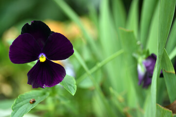 Viola tricolor. Viola plant with violet flower , Viola, Common Violet, pansy flower. delicate blue...