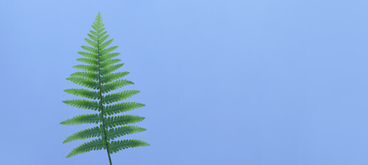 Single green fern leaf on pastel blue background. Minimalist botanical composition with copyspace.