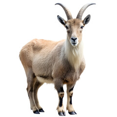 Obraz premium close up of a young goat isolated on white background. PNG Transparent file type with high definition quality And vibrant color grading Available.