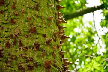 pień puchowca z kolcami, Puchowiec wspaniały, egzotyczne drzewo, Ceiba speciosa, floss silk tree, the spiky surface of a tree trunk with a silk thread © kateej
