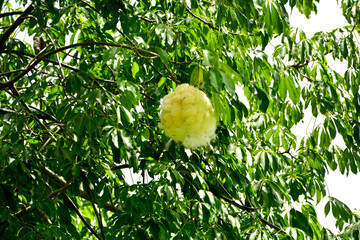 Puchowiec wspaniały, puszyste nasiona puchowca na gałęzi, otwarty strąk owocowy z puszystymi, jedwabistymi włóknami, Ceiba speciosa, floss silk tree, open fruit pod with displaying silk-like fibers © kateej