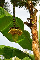 zwisający kwiatostan bananowca, kwitnący bananowiec bez owoców, Musa paradisiaca, banana inflorescence, banana tree, with the inflorescence hanging down  © kateej